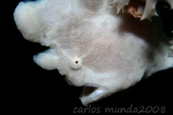 frogfish, samal island. canon 350d, inon z240 strobes, pa... by Carlos Munda 